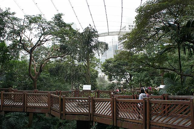 香港公園の南側に位置する公共の野鳥園。山沿いの自然を生かした敷地内では、主に東南アジアやインドネシアの熱帯雨林に生息する約100種800羽の野鳥を観察できます。