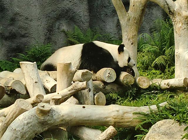 コロアン島にある動物をテーマにした公園です。パンダも飼育されるなど観光スポットとして人気を高めつつあります。