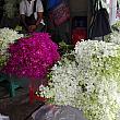店先の洋ラン。
バンコクでは菊がバラより高い