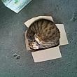猫箱