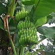 バナナも雨季にはより多く育ちます