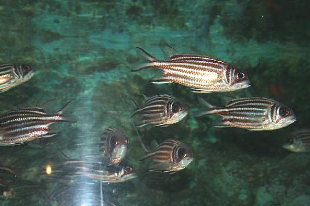 アジの仲間でしょうか？　誰ですか「おいしそう」って言ったのは