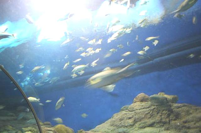 比較的浅い海に住む小型魚たち