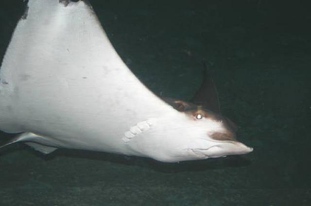 結構カワイイ顔してますね