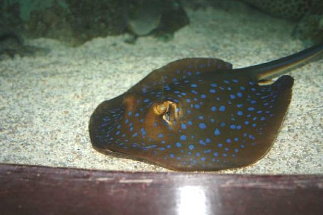 海底に潜むエイに睨まれてしまいました