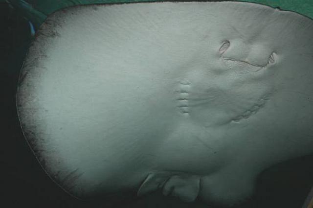 エイのお尻です