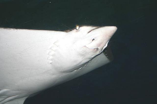 エイの横顔、接写できました