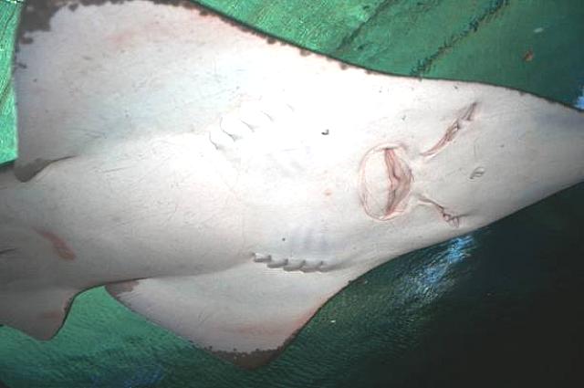 サメのお腹側、顔のようです