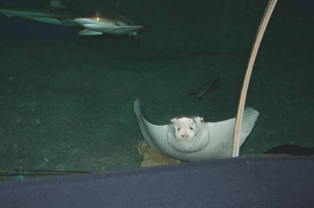 エイの泳ぐ姿は飛ぶ鳥のようです