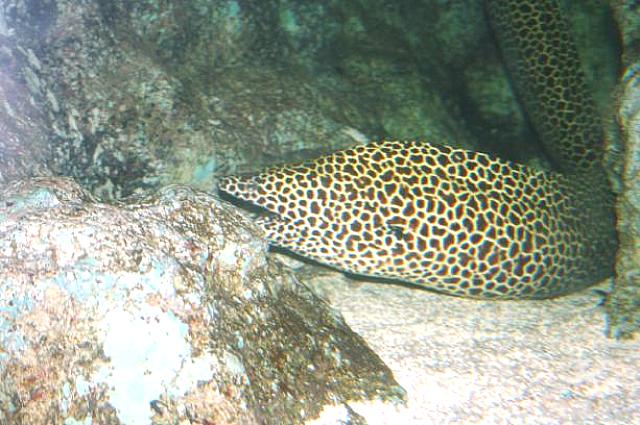 煮ても焼いても食えない「うつぼ」くんです