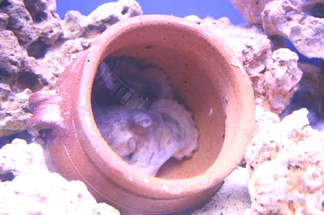 いわゆるたこ壺