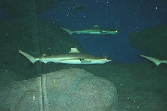 サメの目がストロボに反応します