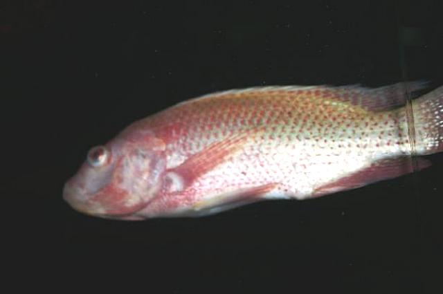 タイの仲間でしょうか