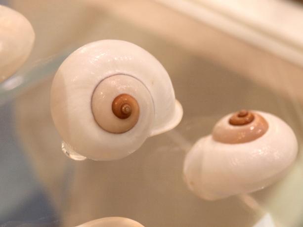 タイの名を冠した「Cyclophorus siamensis（タイ名：ホイホーム・サヤーム）」