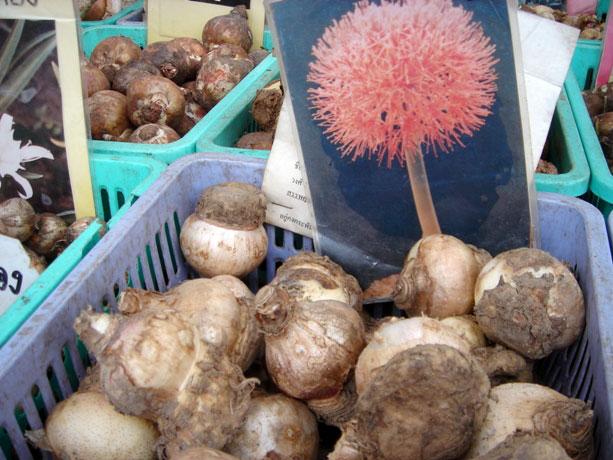 赤いネギ坊主アリウム