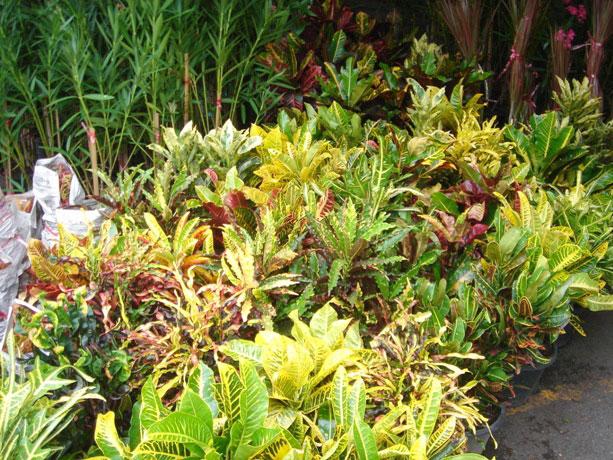 観葉植物は色とりどり