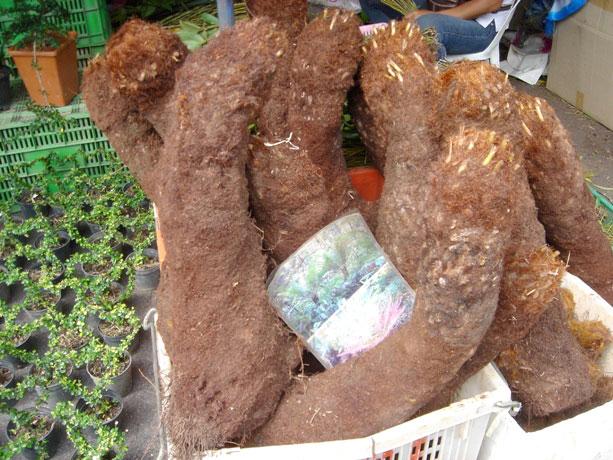 水やり1日2回。やがてシダが…