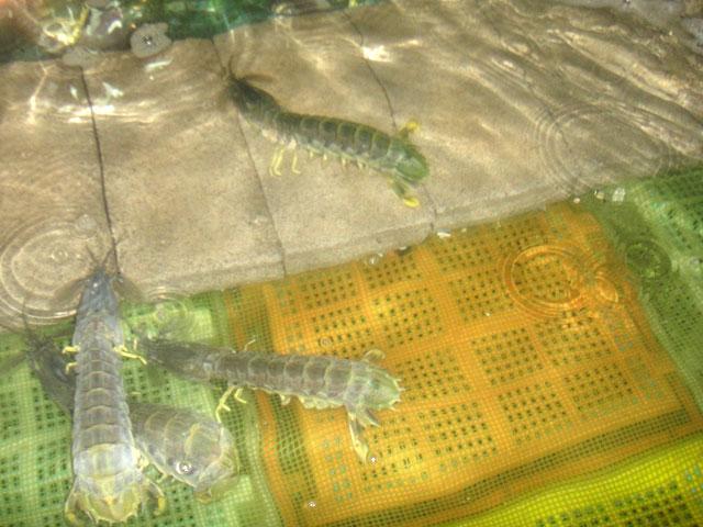 シャコです。タイ語では「ガン」