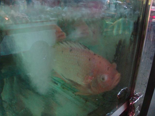 軒先の水槽では食材の魚が泳いでます