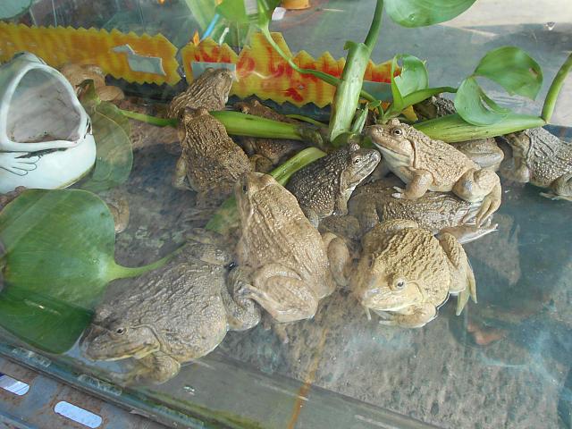 タンブン用の蛙も