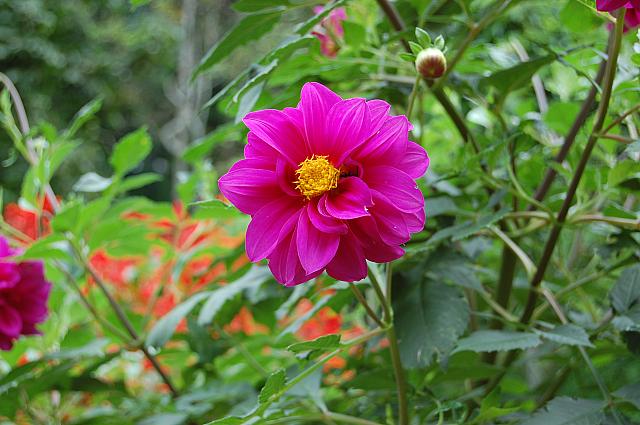 種類豊富な花の数々