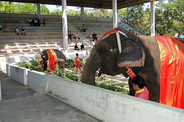 タイを象徴するゾウもいます