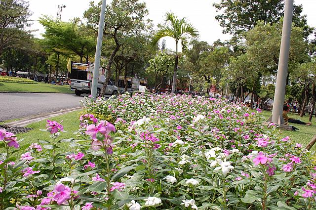 １年中きれいに咲くタイの花。バンコク内の公園で花や木々に触れることができます。