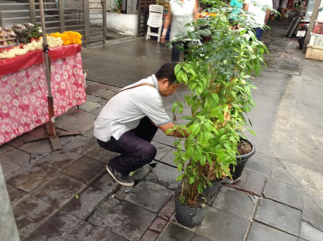 清められた水は近くの木々に与えます