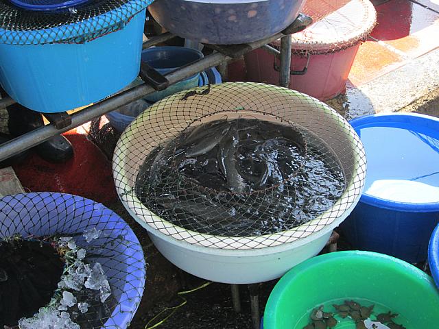 生きた川魚もいっぱい