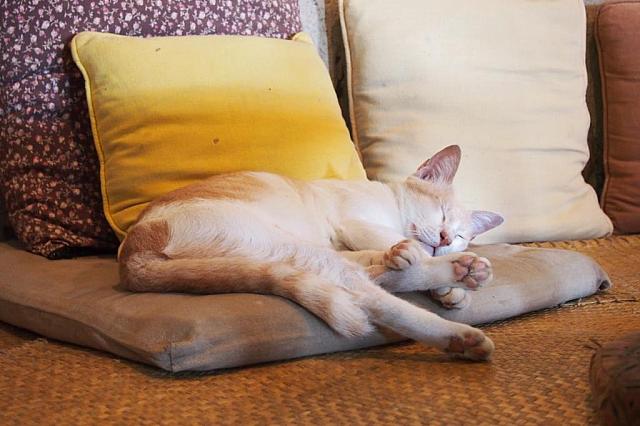 土の家は涼しくて、猫もぐっすり