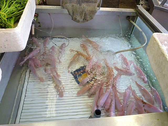 美味しそうというよりキレイ～。
