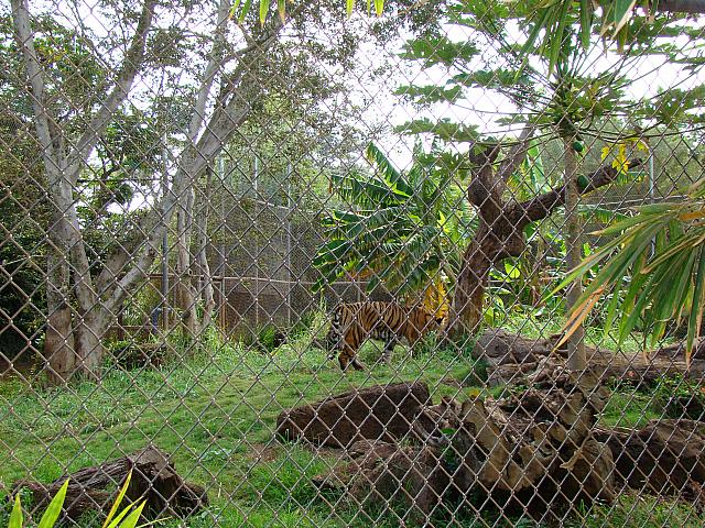 2011年4月には若いオスの「ケアヒ」が、仙台の八木山動物公園へ行ったんですよ～。