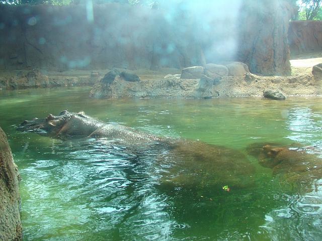 迫力満点のヒッポ。可愛い（？）イメージのカバですが、アフリカの動物の中でもか～な～り獰猛だそう。