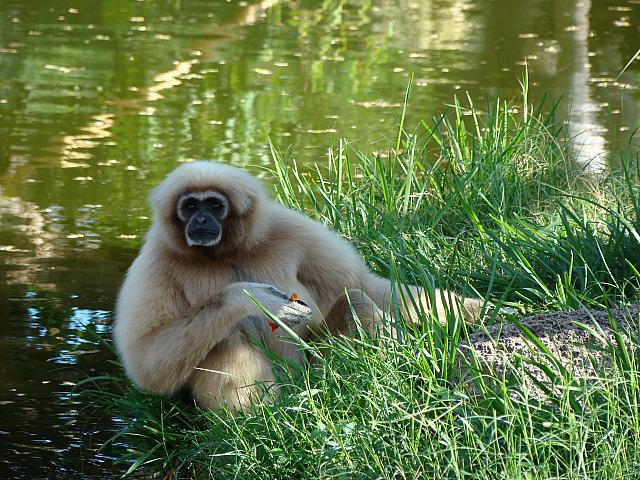 White-handed gibbon（シロテテナガザル）