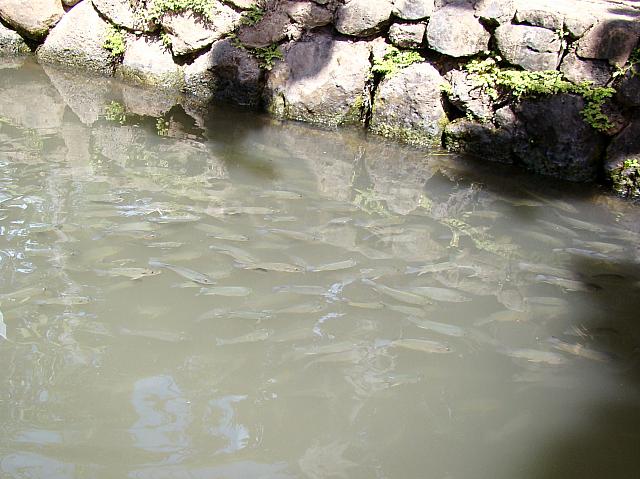 お魚が見えます♪