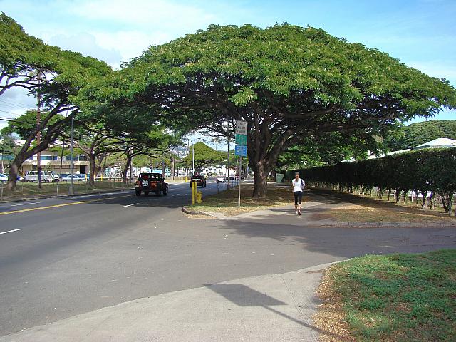 ホノルル動物園の塀に沿って歩くため、風に乗って動物の臭いがします！