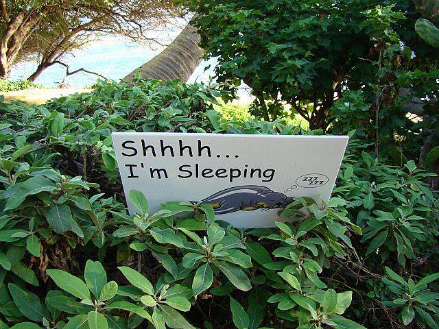 「シーッ、ボク、寝ています」運良く遭遇しても、そっとしておいてあげてネ。