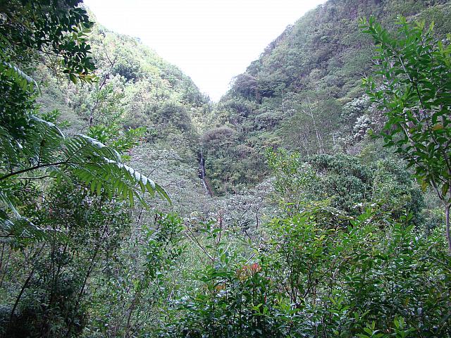 マノア渓谷 Manoa Valley。