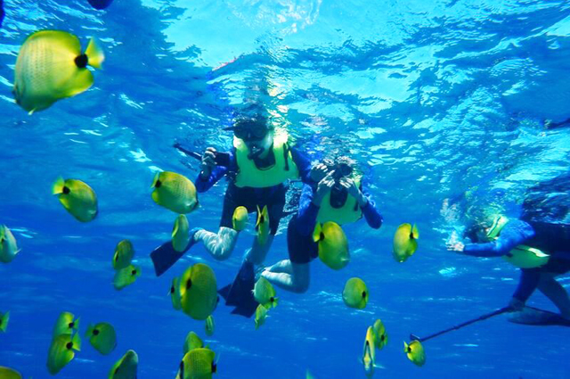 熱帯魚の群れの中を泳ぐ