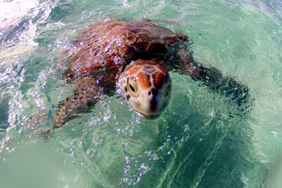 1年を通してほぼ毎日海亀に出会えます