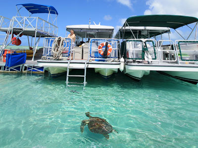 サンドバーに海亀が来ることもあります