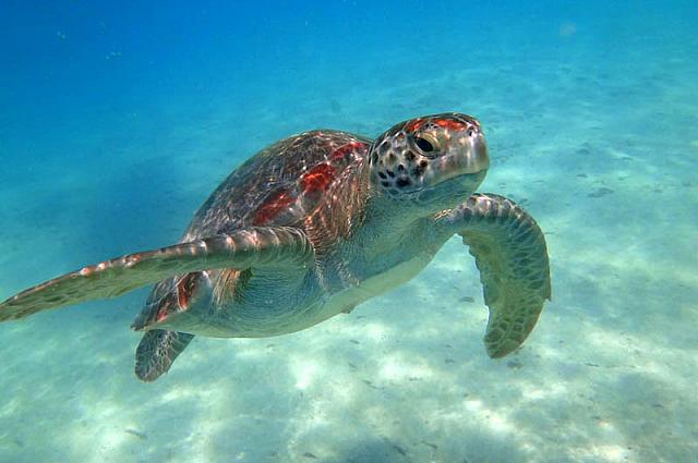 もし海亀が現れたら一緒に泳ぎましょう