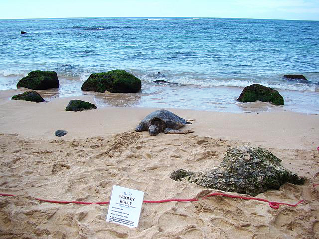 ビーチで海亀捜索