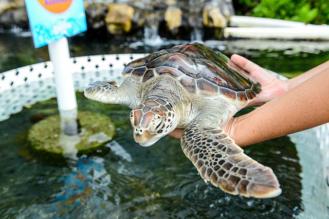海洋生物と触れ合えるシータッチプール