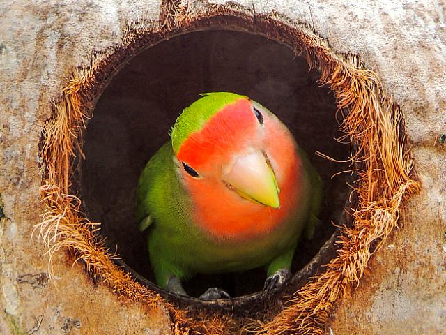 インコの餌付けも出来ます
