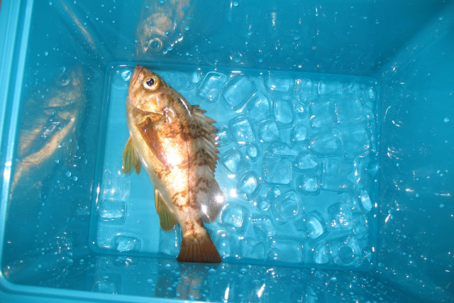 釣れた魚はリリースをお願いします