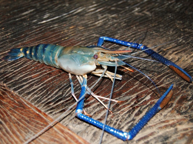 鮮度は抜群です