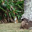 葉のかげからジッと見ている美ネコ。野生化したニワトリはハワイのあちらこちらで見かけますが・・・ココはネコがほんっと多い！