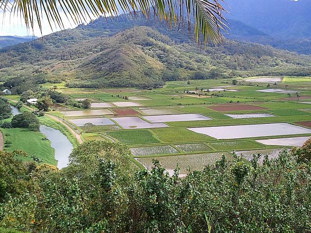 タロイモ畑はどこか懐かしい風景です。