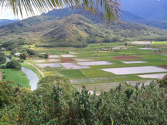 カウアイのタロイモ畑は、どこか懐かしい風景。